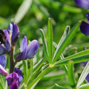 Blålupin