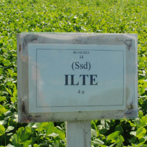 Ilte (4n)