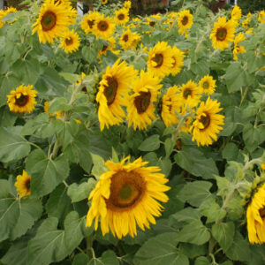 Solros