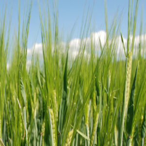 Prospect malt