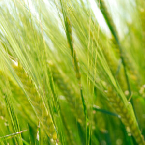 EKO Laureate malt