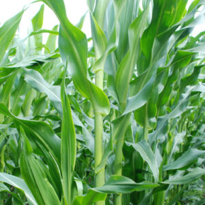 SY Larson FAO 170