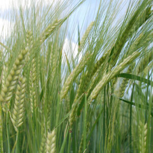 Nyhet! KWS Thalis malt