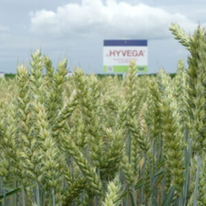 SU Hyvega